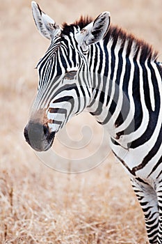 Zebra head shot in golden grass field in Ngorongoro, Serengeti Tanzania Savanna forest