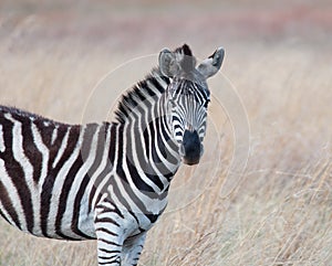 Zebra head and shoulders