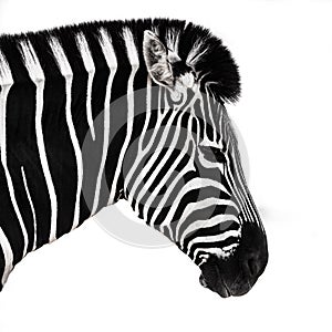 Zebra head and shoulders
