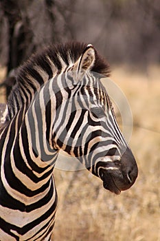 Zebra Head Side Profile Picture