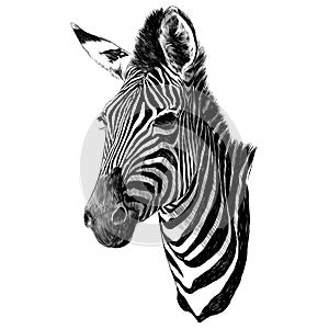 Zebra head sketch vector graphics