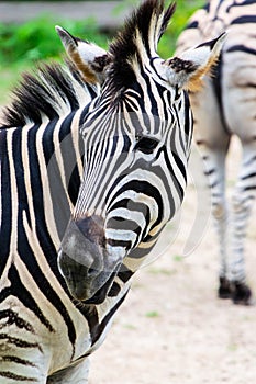 Zebra head