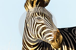 Zebra Head Wildlife Animal