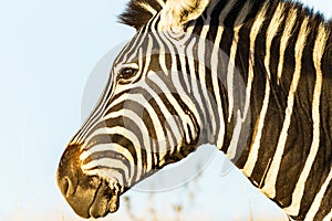 Zebra Head Wildlife Animal