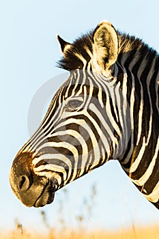 Zebra Head Wildlife Animal