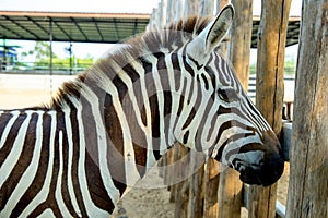 Zebra head in the zoo in Sriayuthaya Lion Park , focus selective