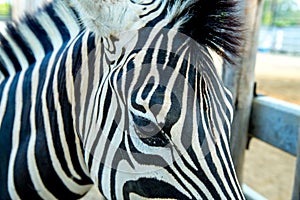 Zebra head in the zoo in Sriayuthaya Lion Park , focus selective