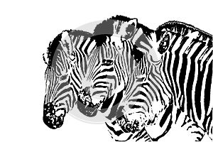 Zebra heads photo