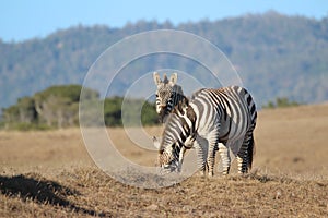 Zebra, Hearst Ranch in San Simeon, California, near Hearst Castle, USA photo