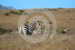 Zebra, Hearst Ranch in San Simeon, California, near Hearst Castle, USA