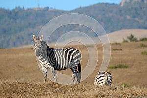 Zebra, Hearst Ranch in San Simeon, California, near Hearst Castle, USA photo