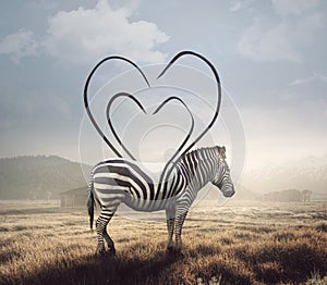 Zebra and heart stripes