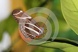 Zebra Heliconian