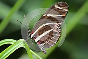 Zebra Heliconian