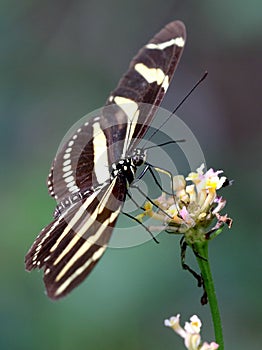 Zebra Heliconian Butterfly - Heliconius charithonia