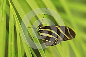 Zebra heliconian
