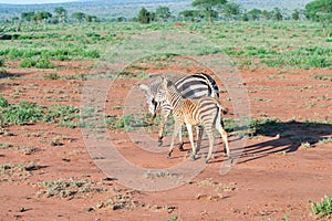 Zebra and her cub