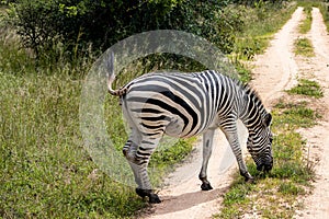 Zebra in her natural habitat in Imire Rhino and Wildlife Conservancy, Zimbabwe, Africa