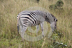 Zebra in her natural habitat in Imire Rhino and Wildlife Conservancy, Zimbabwe, Africa
