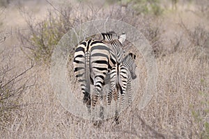 Zebra and her young