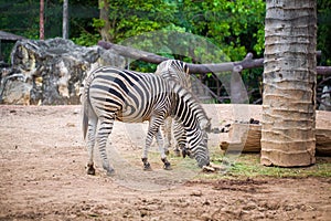 Zebra herbivorous mammal of the African savannah