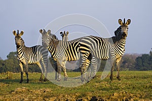 Zebra Herd