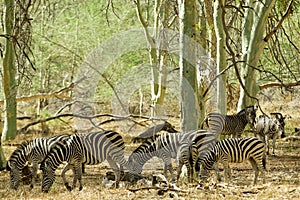 Zebra Herd