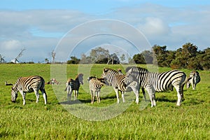 Zebra herd
