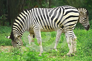 Zebra Herd