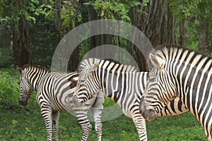 Zebra Herd