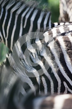 Zebra herd abstract background texture