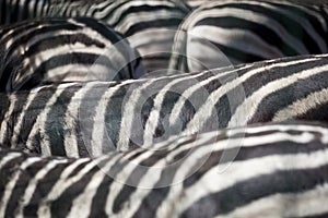 Zebra herd abstract background texture