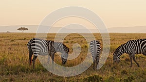 Zebra Herd, Africa Animals on African Wildlife Safari in Masai Mara in Kenya at Maasai Mara National