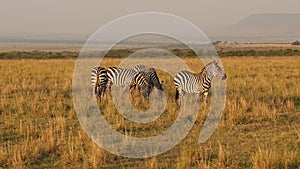 Zebra Herd, Africa Animals on African Wildlife Safari in Masai Mara in Kenya at Maasai Mara National