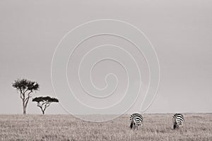 Zebra herd on the african plains of the Maasai Mara, Kenya