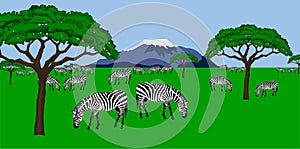 Zebra herd in african scenery