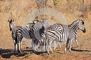 Zebra Herd on alert