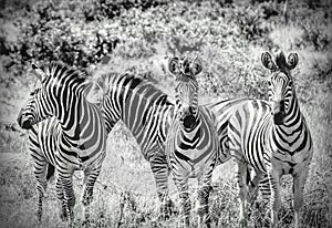 Zebra herd in black and white
