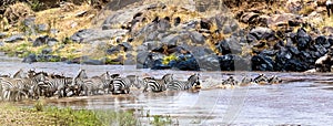 Zebra Herd Crossing River Web Banner