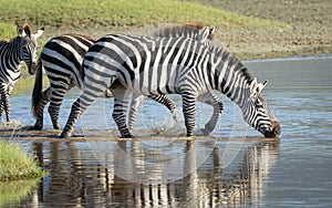 Zebra herd drinking water in Ngorongoro Crater in Tanzania