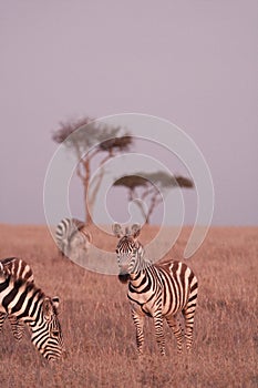 Zebra herd at dusk in the Maasai Mara national park, Kenya