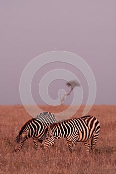 Zebra herd at dusk in the Maasai Mara national park, Kenya