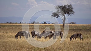 Zebra Herd Eating Grass in Meadow of African Savannah Animals in Natural Habitat