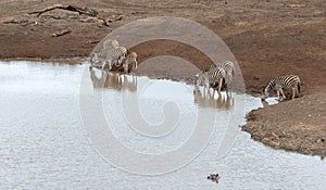 Zebra herd [equus quagga] at the waterhole with Hippo`s head visible in Africa
