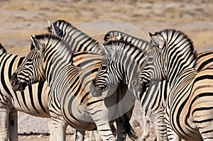 Zebra herd, Etosha, Namibia