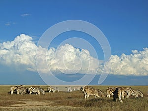 Zebra herd, Etosha National Park, Namibia