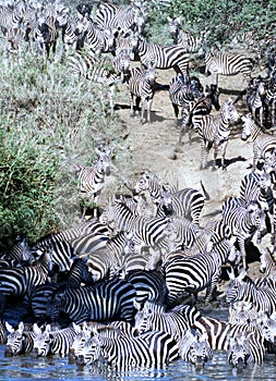 Zebra herd going for a drink in Serengeti