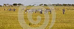 Zebra Herd in Grumeti Reserves