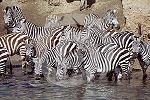 Zebra herd having a drink