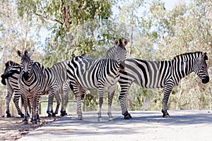 Zebra in herd, in the mountains, next to rocks and in a natural background. Plants around animals, hot habitat. Zebra related to